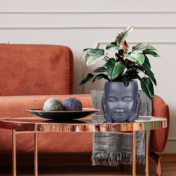 Indoor planters planting instruction